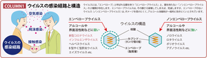 コロナウイルスパンフ4.png